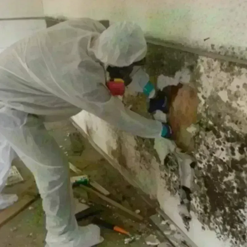 Mold Remediation and Removal in Waterboro, ME